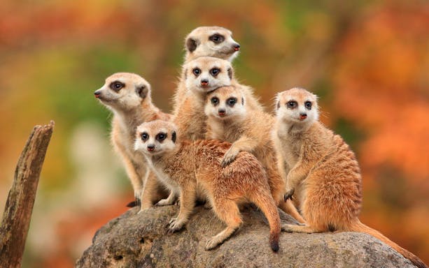 Meerkats on a rock at Terra Natura Murcia entrance.