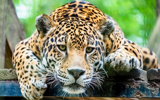 Jaguar resting at Terra Natura Murcia entrance.
