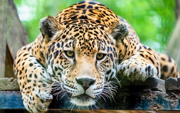 Jaguar resting at Terra Natura Murcia entrance.