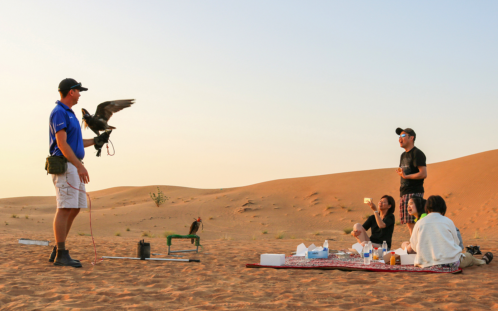 Desert safari group watching falconer with bird in sandy dunes.