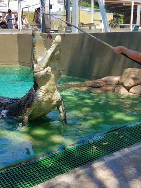 Crocodile feeding demonstration at Crocosaurus Cove, Darwin.