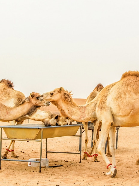 Camels at a feeding station in a desert setting during an evening safari.