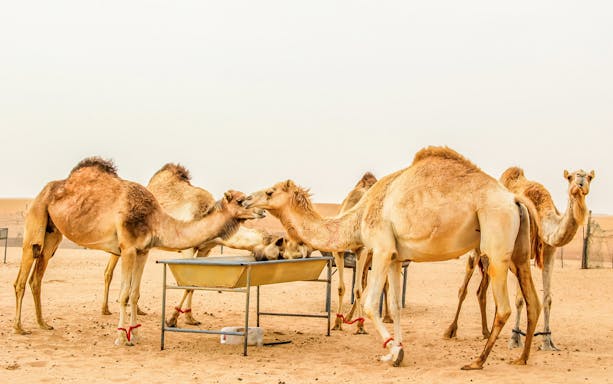 Camels at a feeding station in a desert setting during an evening safari.