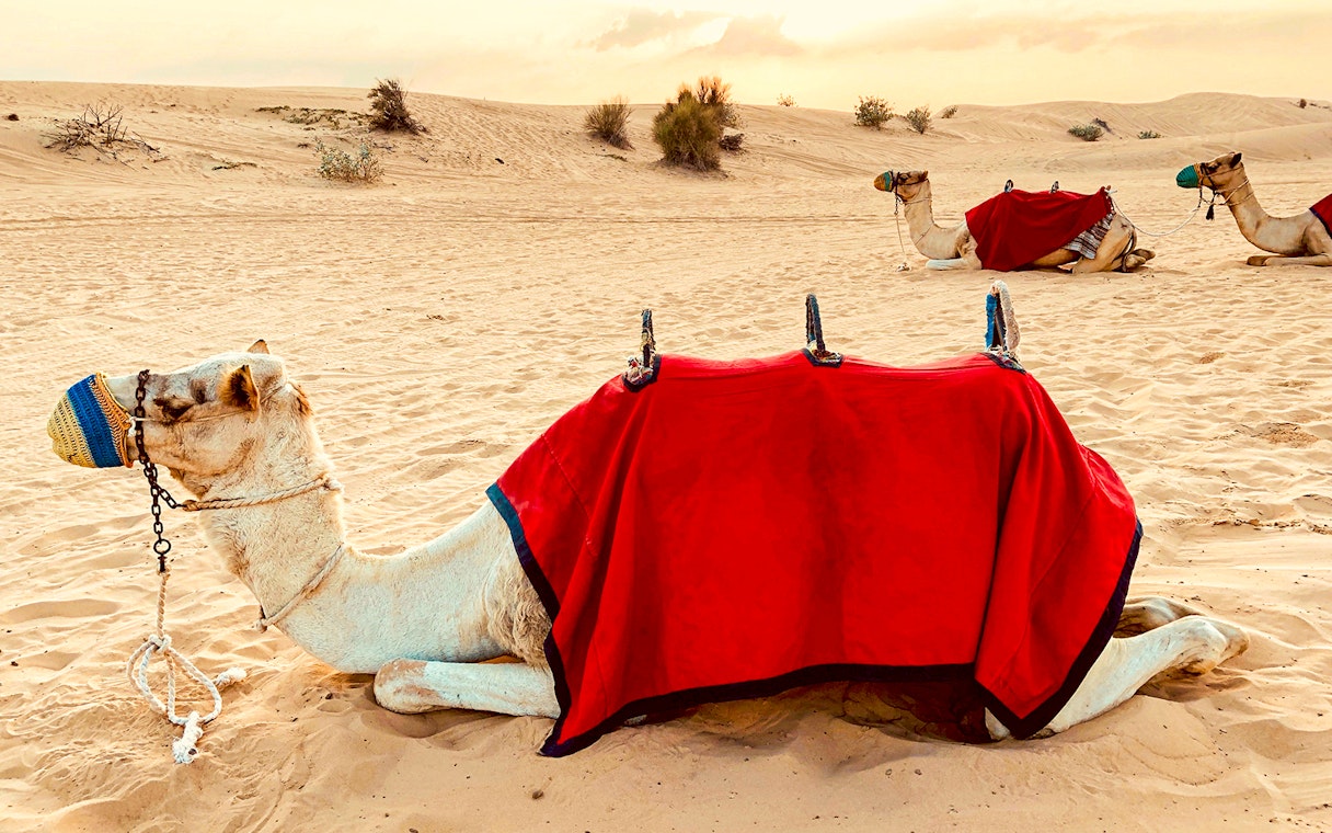 Camels resting in the desert with red blankets, part of the Evening Safari tour.