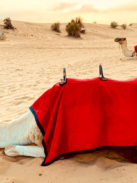 Camels resting in the desert with red blankets, part of the Evening Safari tour.