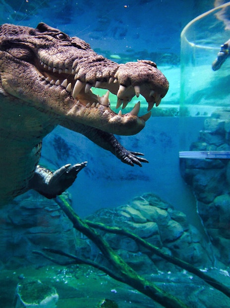 Crocodile swimming near a diver in a tank at Crocosaurus Cove, Darwin.