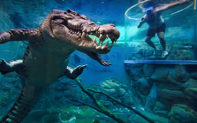 Crocodile swimming near a person in a clear cage at Crocosaurus Cove's Cage of Death.