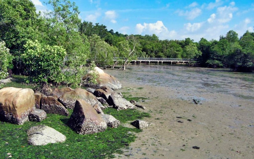 Pulau Ubin cycling path with lush greenery and rocky shoreline.