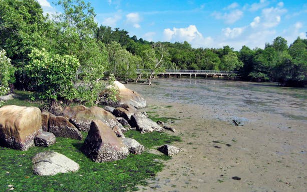 Pulau Ubin cycling path with lush greenery and rocky shoreline.