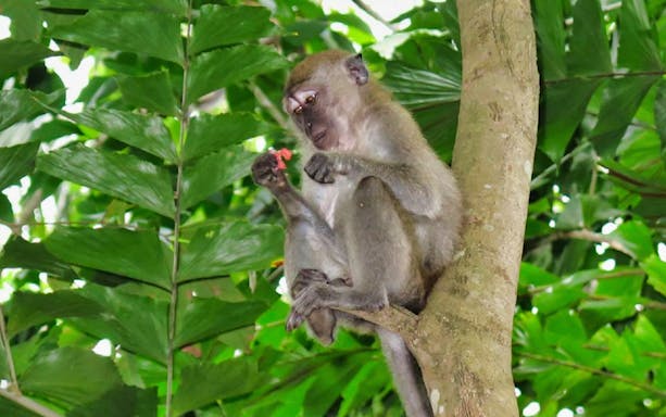 Monkey in a tree at Pulau Ubin, Singapore, holding a flower during a cycling tour.