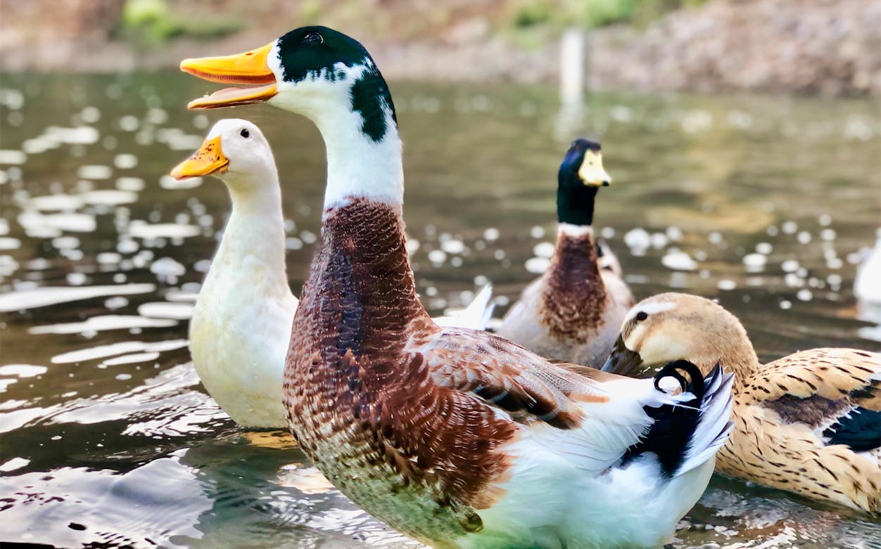 Ducks swimming in a pond during Hatta City Tour near the dam.