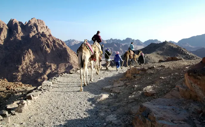 Trekking group with camels on Mount Moses trail, Sinai mountains in the background.