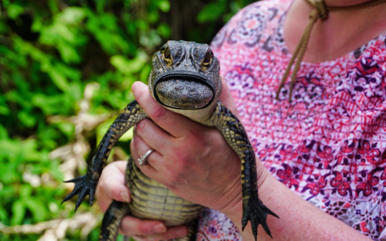 Person holding a small alligator during Miami airboat tour.