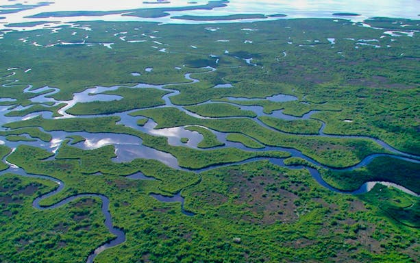 Airboat gliding through Everglades National Park with tourists, showcasing lush wetlands and wildlife.