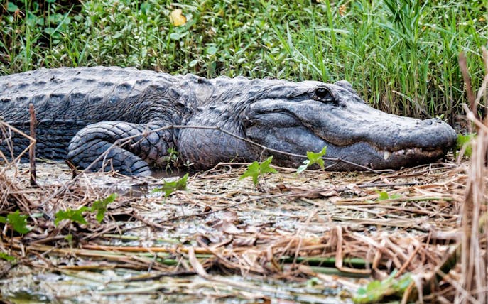 Alligator resting in Everglades wetlands during Miami tour.