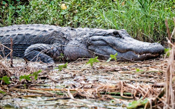 Alligator resting in Everglades marshland during airboat tour.