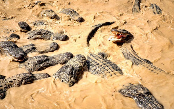 Alligators in muddy water during Everglades airboat tour.