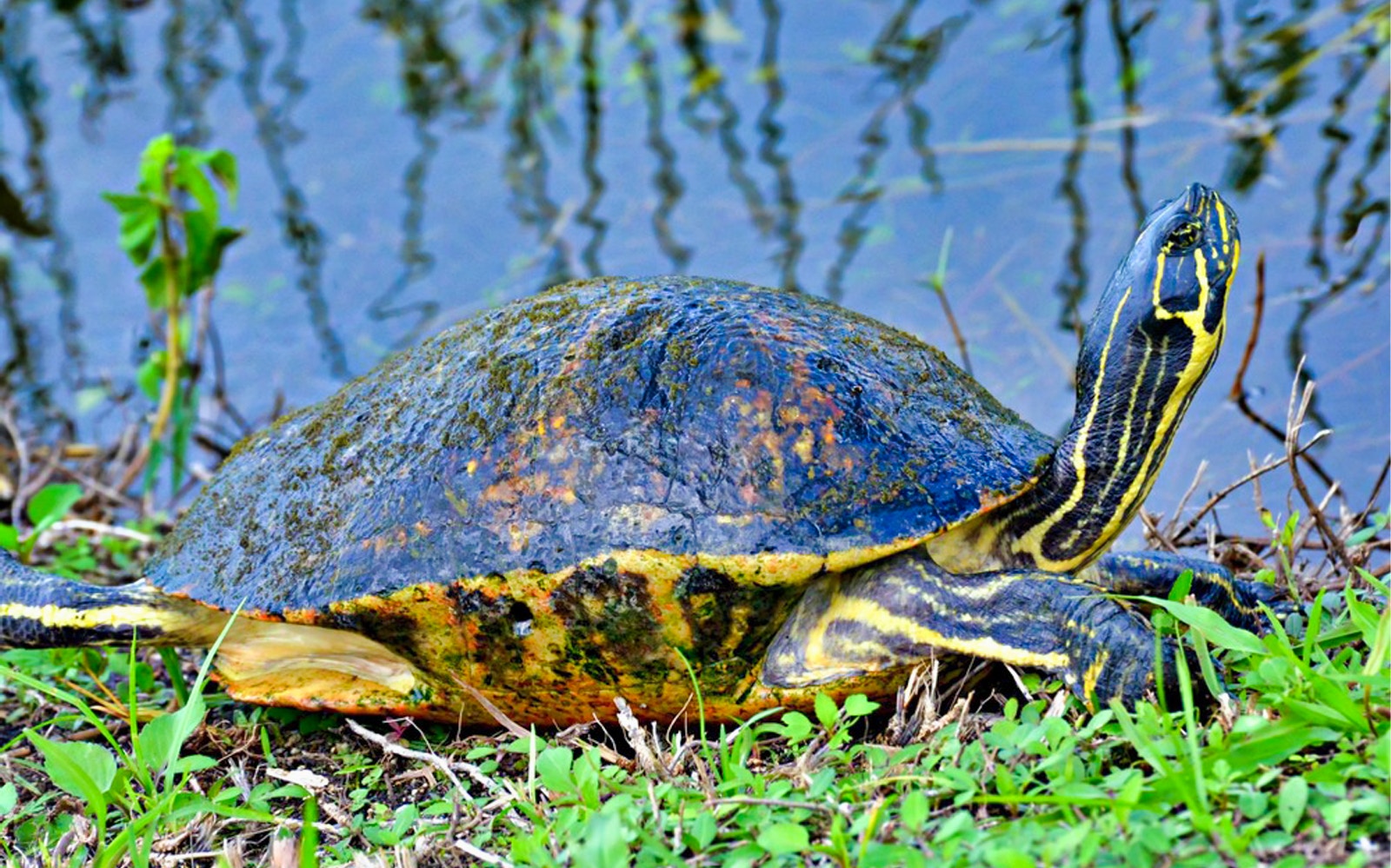 Spot wildlife everywhere