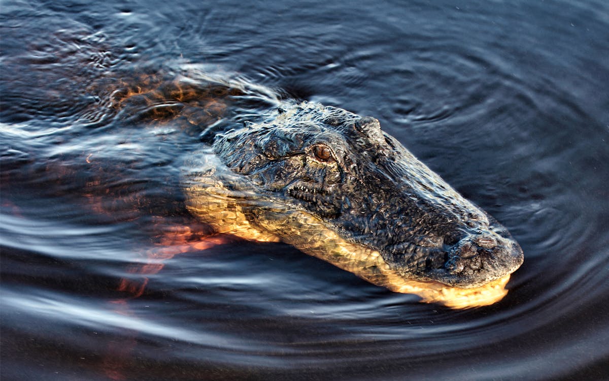 sawgrass recreation park: airboat ride with access to reptile exhibits-2 sawgrass recreation park: airboat ride with access to reptile exhibits-2