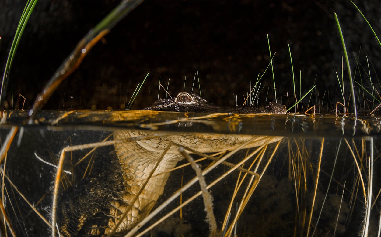 Alligator partially submerged in water at night, Sawgrass Recreation Park airboat ride.