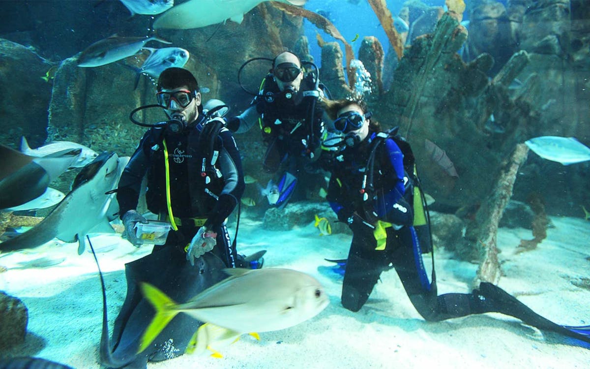 billet sea life istanbul-11 billet sea life istanbul-11