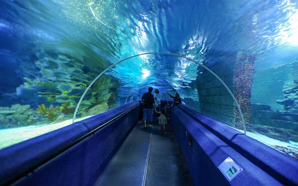 Visitors walking through underwater tunnel at Sea Life Istanbul.