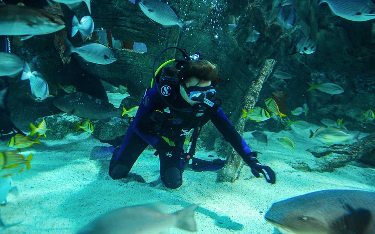 billet sea life istanbul-10 billet sea life istanbul-10