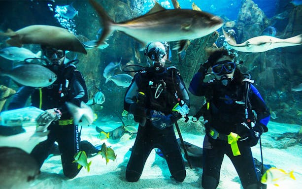 Divers exploring underwater at Sea Life Istanbul with various fish swimming around.