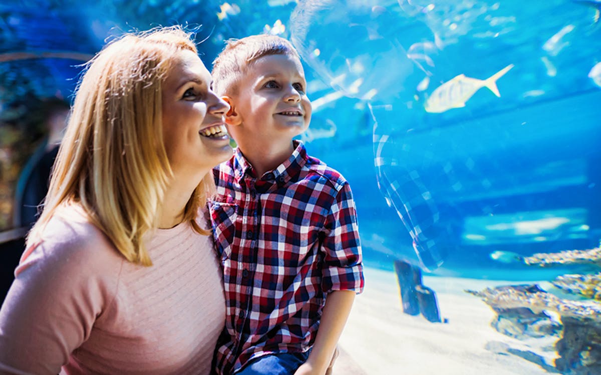 sea life istanbul admission ticket-1 sea life istanbul admission ticket-1