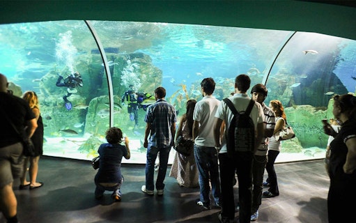 Visitors observing divers and marine life in an aquarium tunnel at Sea Life Istanbul.