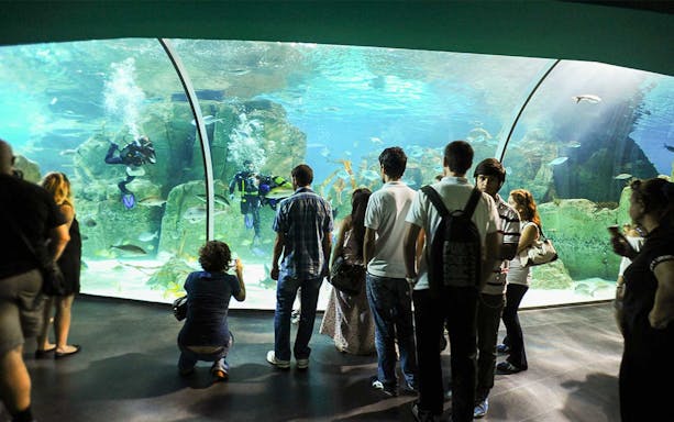 Visitors observing divers and marine life in an aquarium tunnel at Sea Life Istanbul.