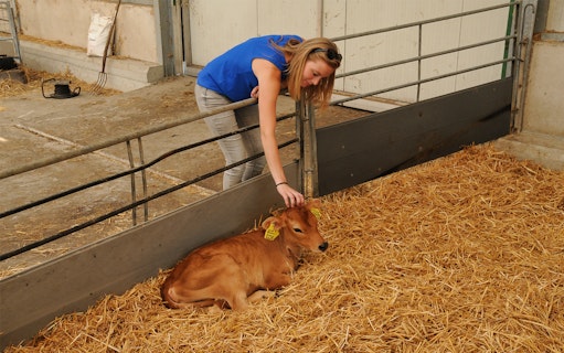 Person petting a calf in a barn during Volendam e-scooter tour.