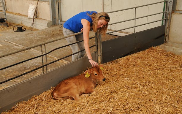 Person petting a calf in a barn during Volendam e-scooter tour.