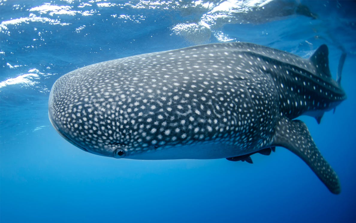 Whale shark swimming in clear blue ocean waters.