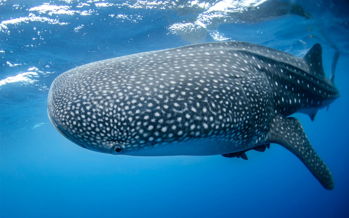 whale shark experience-1