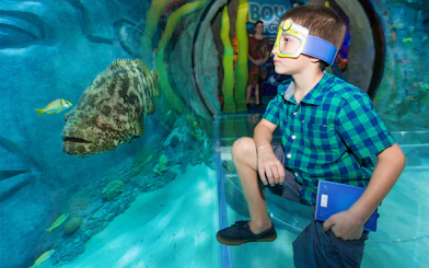 Boy observing fish in an underwater tunnel at SEALIFE Orlando.