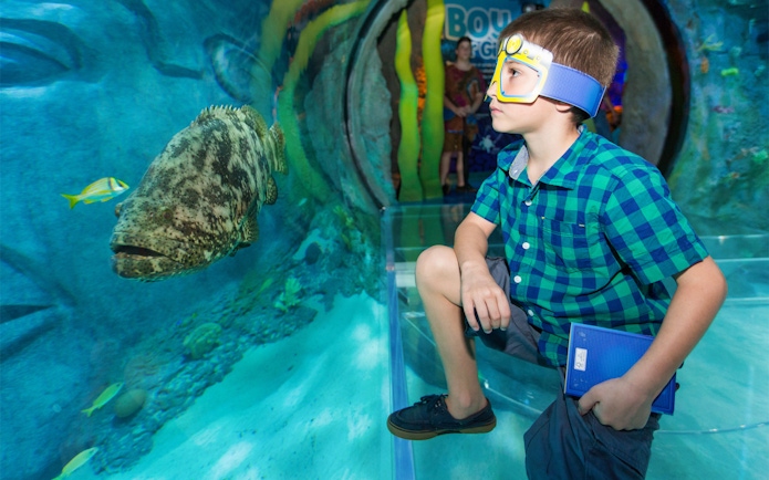 Boy observing fish in an underwater tunnel at SEALIFE Orlando.