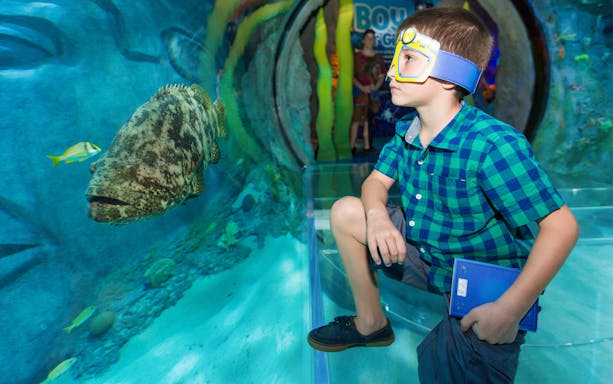 Boy observing fish in an underwater tunnel at SEALIFE Orlando.
