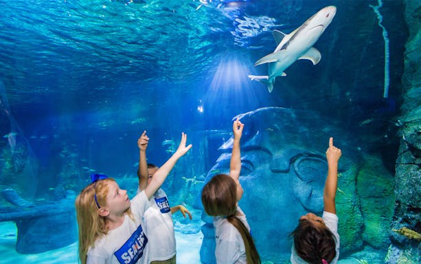 Children pointing at a shark in the SEALIFE Orlando aquarium.