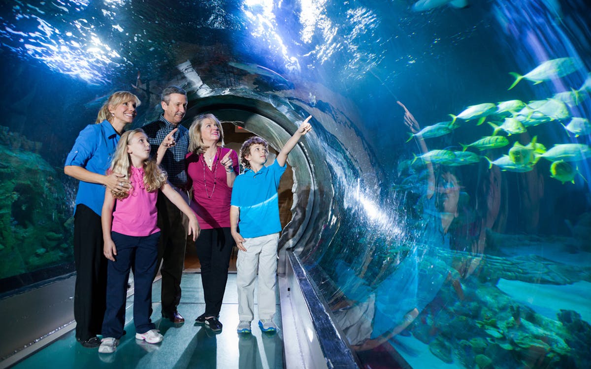 sea life orlando tickets-3 sea life orlando tickets-3