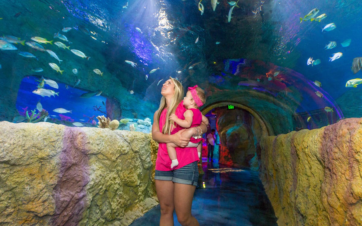 sea life orlando tickets-2 sea life orlando tickets-2