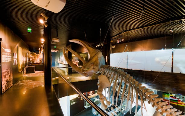 Whale skeleton exhibit at San Sebastián Aquarium.