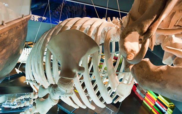 Whale skeleton exhibit at San Sebastián Aquarium.