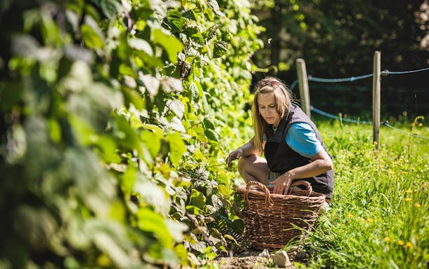 Woman harvesting plants at Ballenberg Swiss Open-Air Museum.
