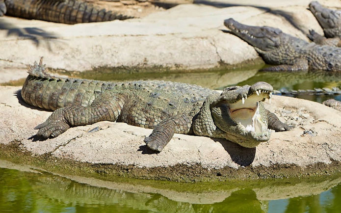 Crocodile basking with open mouth at Crocodile Park.