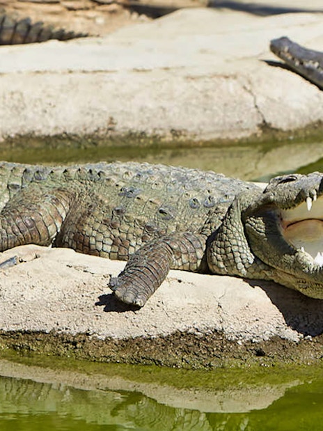 Crocodile basking with open mouth at Crocodile Park.