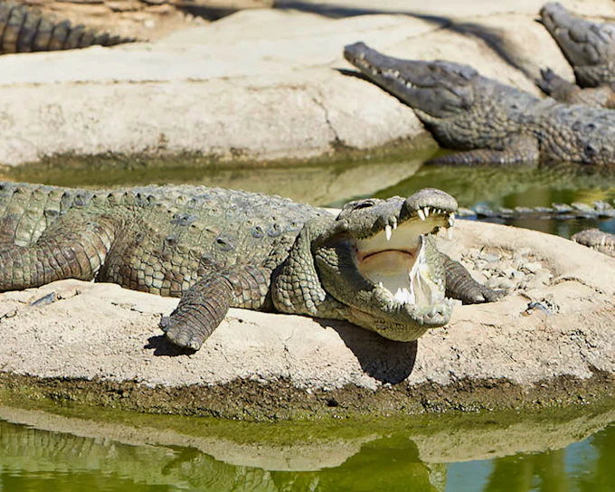 Skip-the-Line Tickets to Crocodile Park