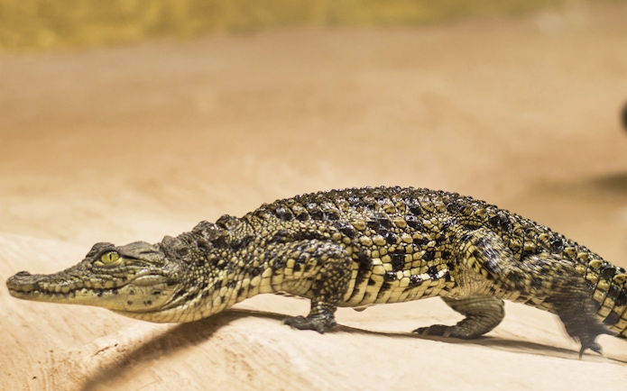Crocodile on sandy terrain at Crocodile Park.
