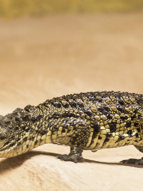 Crocodile on sandy terrain at Crocodile Park.