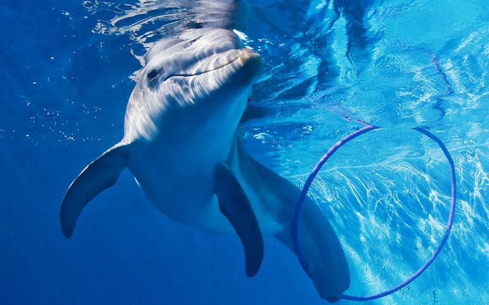 Dolphin swimming through a hoop during the Dolphin Encounter Tour at Clearwater Beach.